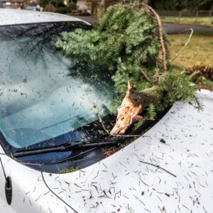 tree damage to car